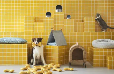 Dog and cat in yellow tiled room.