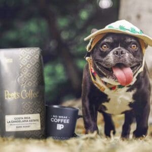 French bulldog wearing a hat near coffee bag.