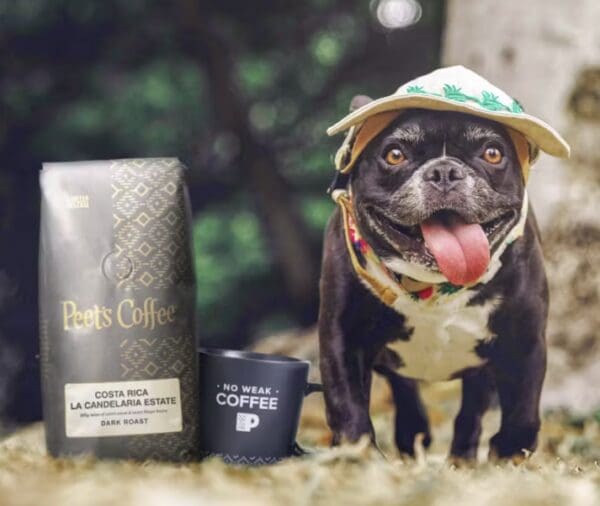 French bulldog wearing a hat near coffee bag.